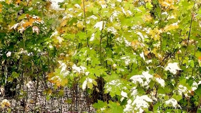 Ветер северный... смотреть онлайн