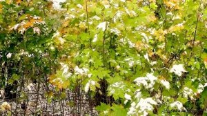 Ветер северный...