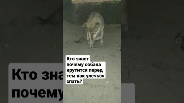 Почему собака крутится перед сном?