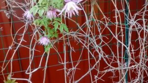 Клематисы княжик сибирский 9мая 2017 # мой сад # клематисы # княжики