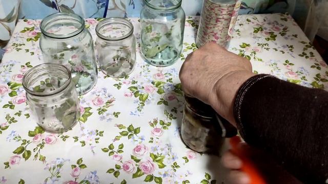 Рецепт маринования. грибов. синеножки/рядовка лилованогая. Грибы 2021.