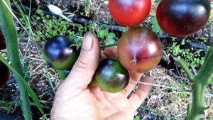 Томат Н 34 розовый (Н-34 Rose).