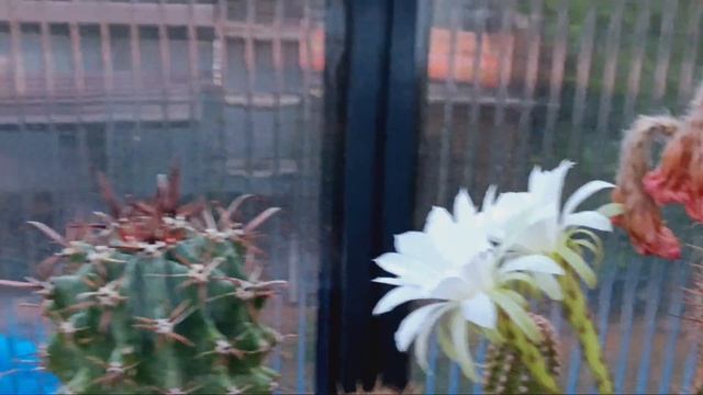 Утренний обход кактусов.Огромный столбовидный кактус расцвел. смотреть онлайн