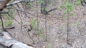 Охота на косулю на солонце. Roe deer hunting on salt licks.