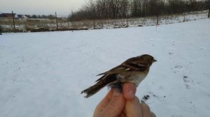 Ловля вьюрка на западок,без манной птицы зимой.