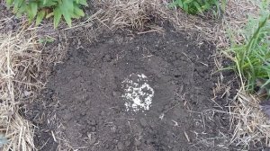 Спирея японская пересадка отводков.