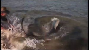 Небывалая рыбалка