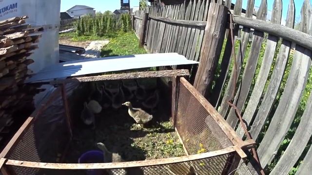 Переносной вольер для гусей смотреть онлайн