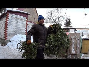Березовые веники для коз