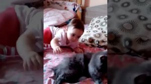 Моя сестра мучает кошку