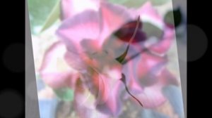 Kelin Salom (Yor-Yor)