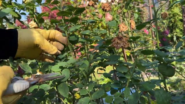 Как правильно обрезать английские розы осенью? смотреть онлайн