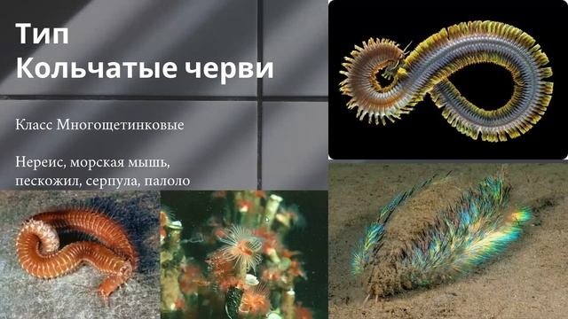 Первичноротые