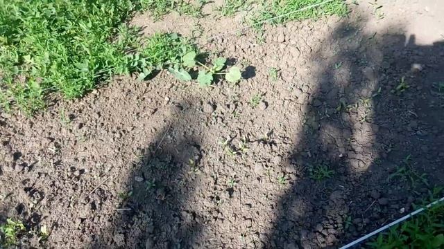 Жара начинается или Вот это экономия смотреть онлайн