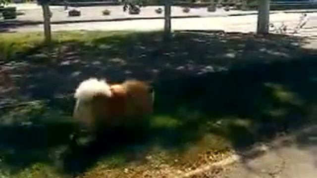 Чау-чау гуляет... смотреть онлайн