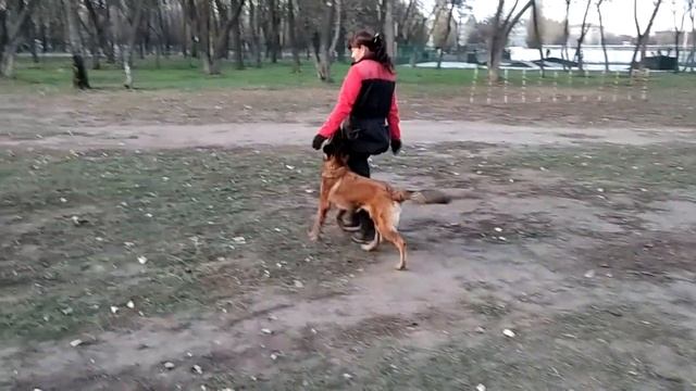 Собака-спасатель бельгийская овчарка тервюрен Bellona Venuska "Беша" 14 мес. Павлоград "Антарес." смотреть онлайн