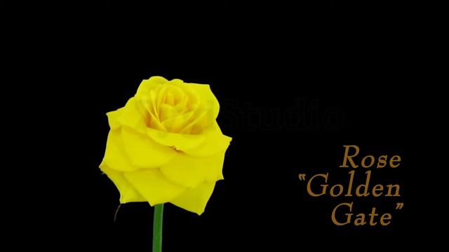 Time-lapse of Opening "Golden Gate" Rose. смотреть онлайн