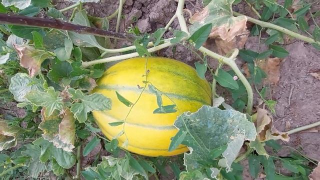 Juli 2021 | Björn Schmidt in Bulgarien - Vlog смотреть онлайн