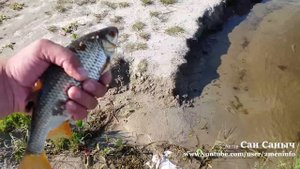 Крупная плотва или чебак на спиннинг, силикон Tipsy от Crazy fish