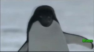 Веселая жизнь пингвинов в Антарктиде