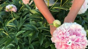 Dresden Pink peony.  Дрезден Пинк пион. Пулков сад (2022 г)