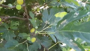 Инжир Жёлтый медовый и Магарачский.