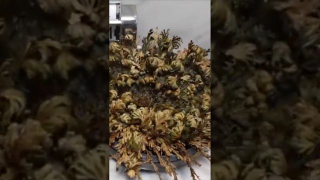 The resurrection plant (Selaginella lepidophylla) #botany #plants #morning #informative смотреть онлайн