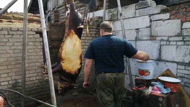 Закололи свинку. Эксперимент Пурина. смотреть онлайн