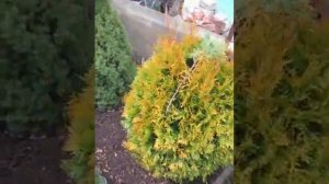 Туи осенью после чистки