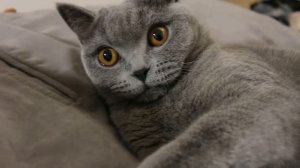 Злой британский кот