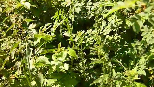 Малиновые заросли. смотреть онлайн