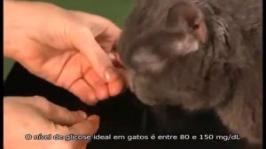 Глюкометр Wellion GLUCO CALEA для животных