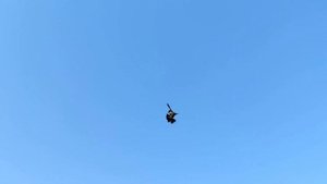 Бойные голуби-Азиаты, Такла, Ленинаканцы.Fighting pigeons-Asians, Takla, Leninakans.