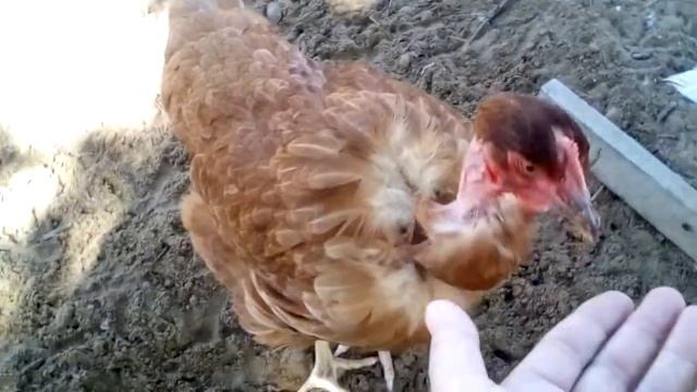 отчет о утках адыгель и голубой фаварит смотреть онлайн