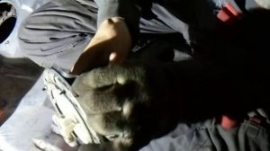 Honda Accord- Torneo замена  фильтра на бензонасосе