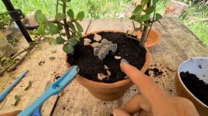 Ideia LINDA com VASO DE CERÂMICA para SUCULENTA, Mini Jardim de Portulacaria Afra