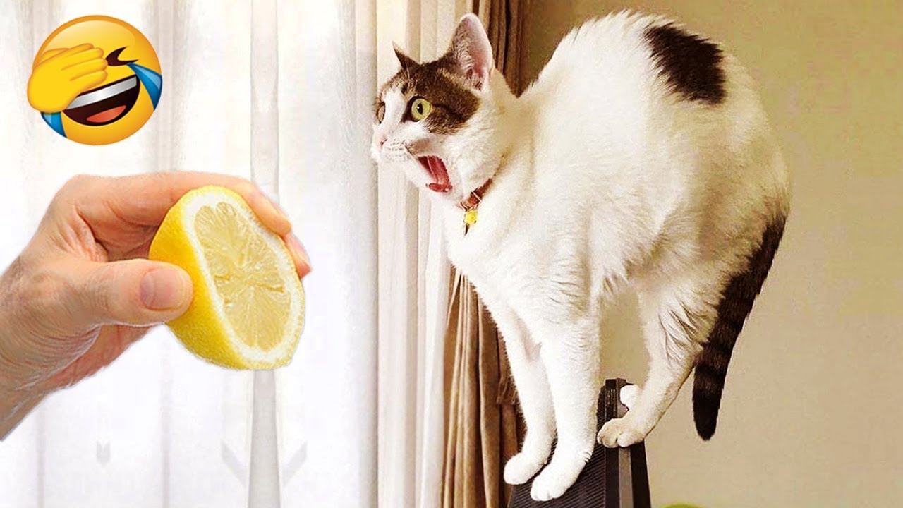 New+Funny+Videos+2024+?+Cutest+Cats+and+Dogs+??+Part37