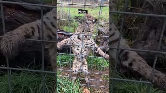 Rating cats during feedings #notapet #funnycatsoftiktok #catsoftiktok #wholesome #foryou #sanctuary