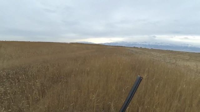 ОТКРЫТИЕ ОХОТЫ НА ФАЗАНА. 15 октября 2018 года. смотреть онлайн