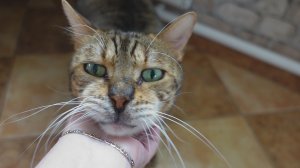 Садовый влог/Перекрасила патио, грядки/Смешные котики