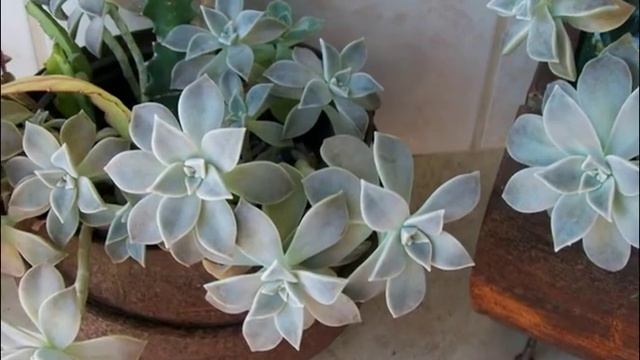 GRAPTOPETALUM PARAGUAYENSE - MINHA COLEÇÃO смотреть онлайн