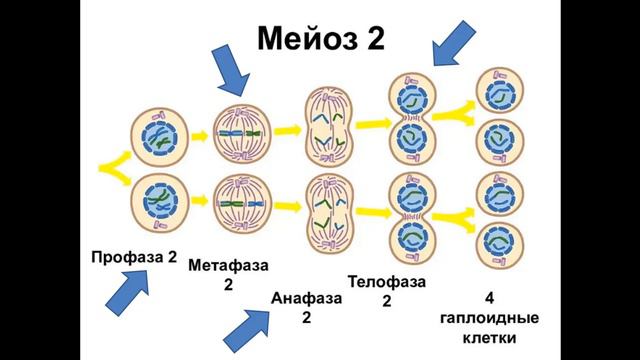Мейоз