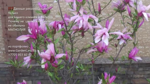 Почему не цветет или слабо цветет магнолия. только для нашего региона!