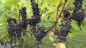 Виноград Ки Вай Дин