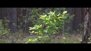 Видео зарисовки - летний лес, красивая летняя природа (2020) | Эпизод 9