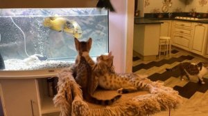 Kittens saw fish for the first time and did not know how to eat it