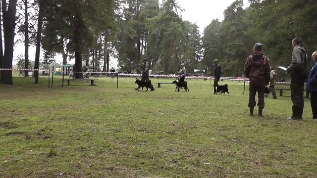 64-я Кировская выставка охотничьих собак Ринг РЕЛ старшая возрастная группа смотреть онлайн