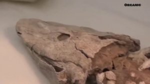 Аномальные зоны самые шокирующие гипотезы с Игорем Прокопенко 30.03.2023