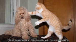 Малый пудель: описание породы, рост и вес