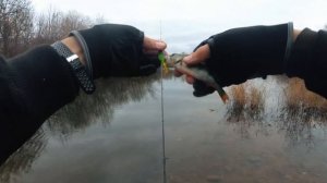 Tsurinoya FS1000 катушка для ультралайта | Бюджетный топ